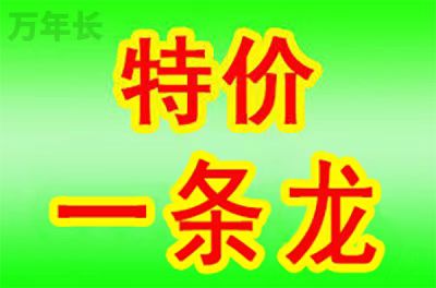 1754101513124813.jpg